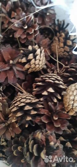 Шишки сосновые
