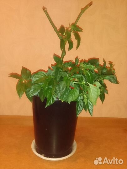 Куст суперострого перца Naga Morich