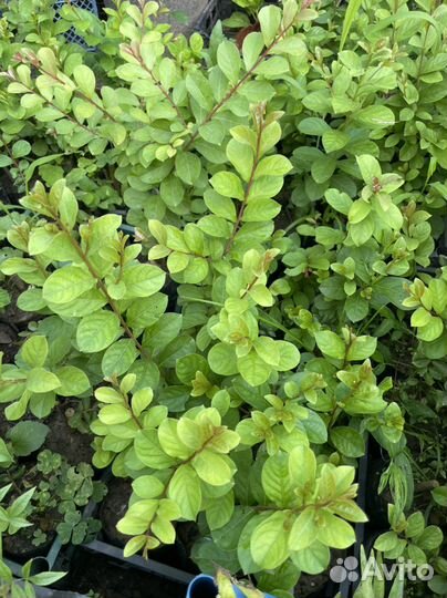 Лагерстремия/ индийская сирень