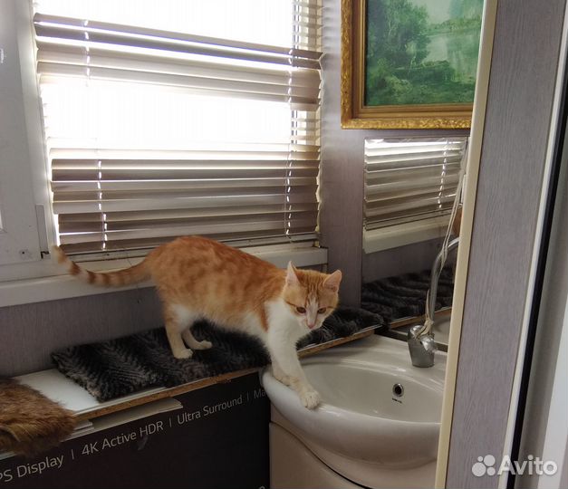 Котик Маркиз ждет любящее сердце