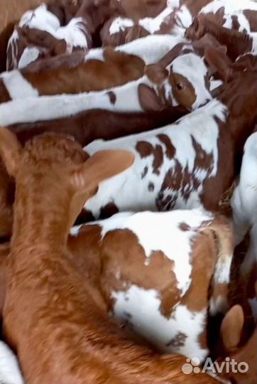 Бычки на откорм