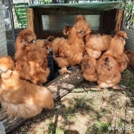 Инкубационное яйцо