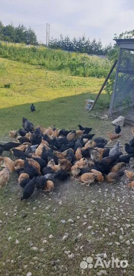 Куры Кучинские, несушки,домашние и цыплята