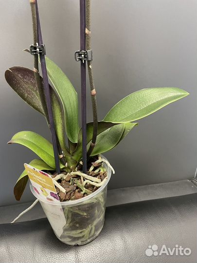 Орхидея фаленопсис Pandora