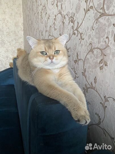 Котик для вязки