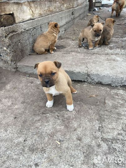 Бордоский дог