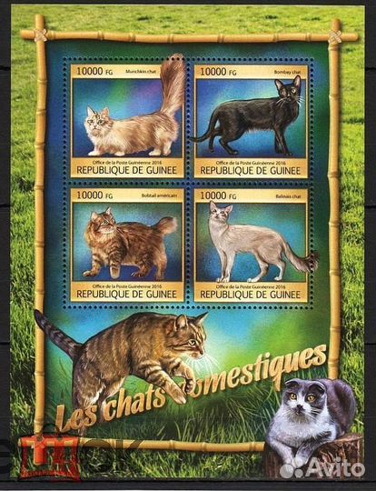 Фауна Кошки