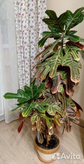 Комнатный цветок кротон