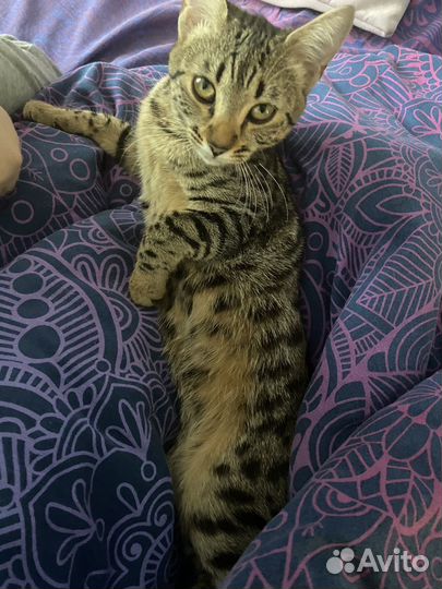 Кошка бенгальская