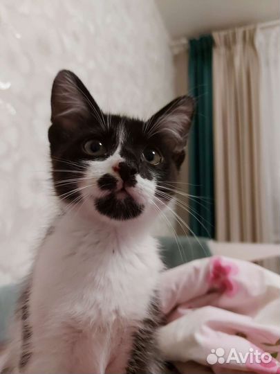 Котэ в добрые руки