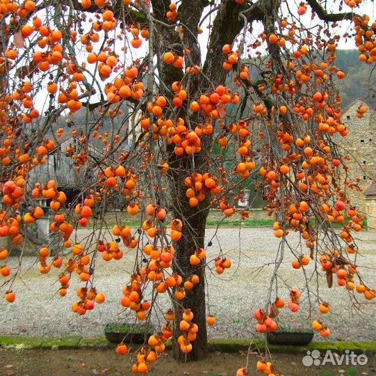 Хурма Россиянка саженцы