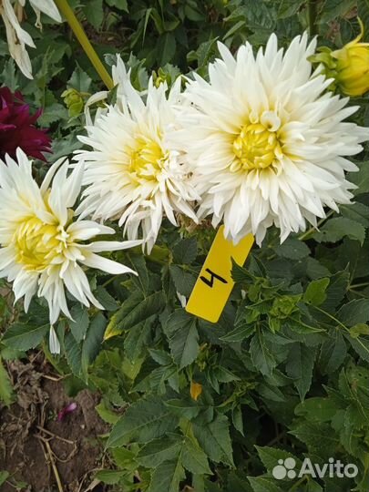 Георгины сортовые