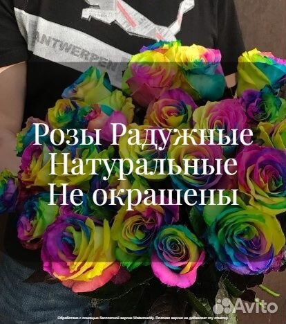 Розы Цветные Радужные 15 25 51