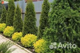 Туя Брабант зкс доставка