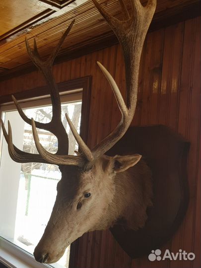 Чучело оленя