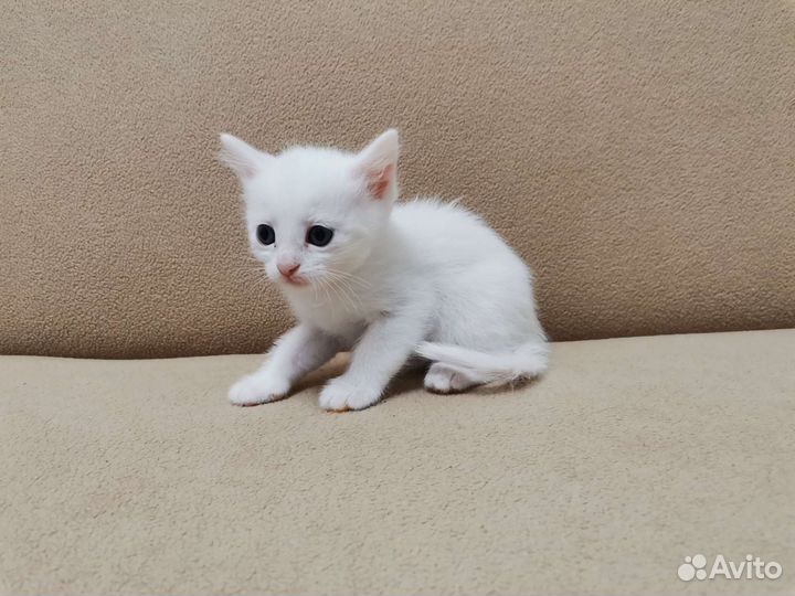 Кошки в добрые руки бесплатно