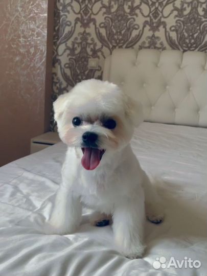 Болонка вязка