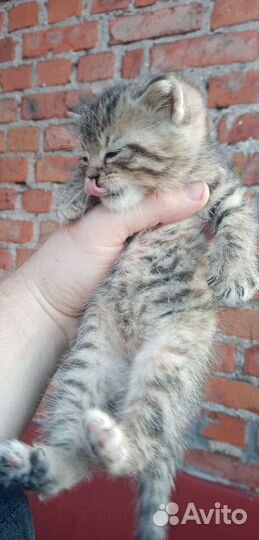 В Добрые Руки - Котик Красавчик от вислоухой кошки