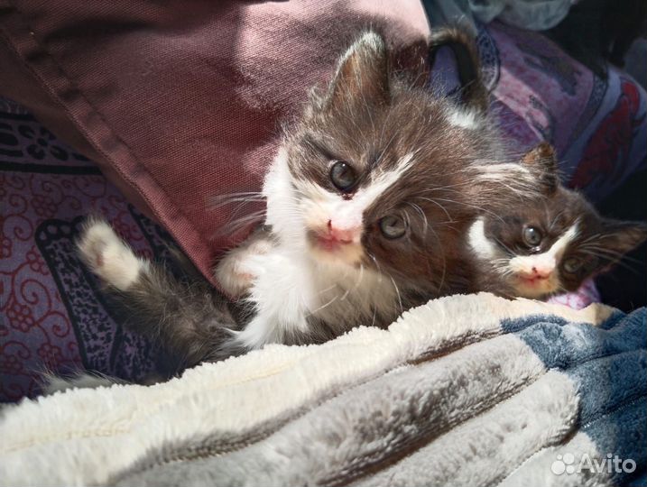 Котята ищут любящих хозяев