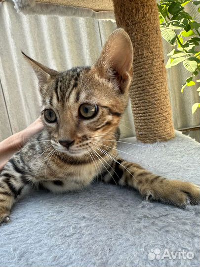 Бенгальские котята