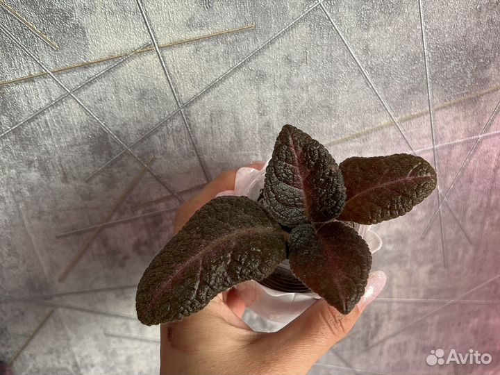 Эписция, традесканция нанук, сансевиерия