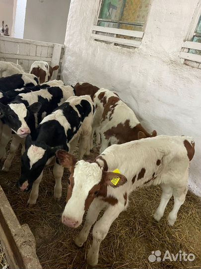 О Бычки и Тёлки на откорм