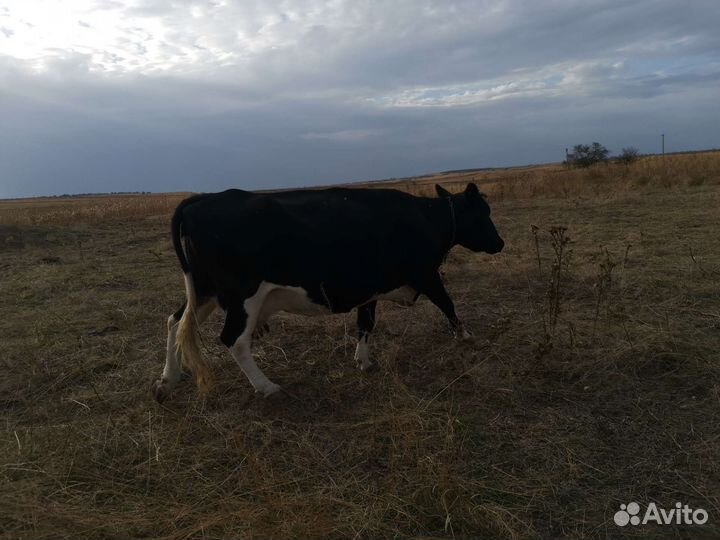 Коровы дойные молочные