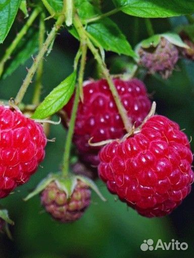 Саженцы малины