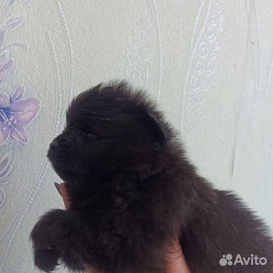 Померанский шпиц