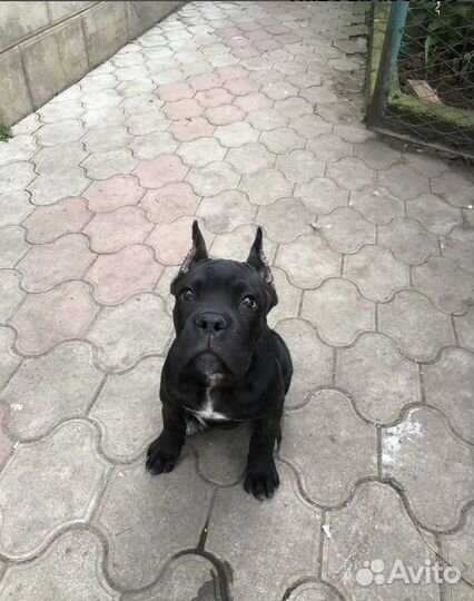 Пропала собака