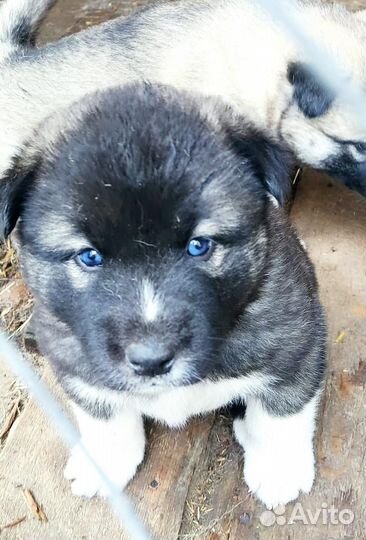 4 ласковых парня ищут себе дом