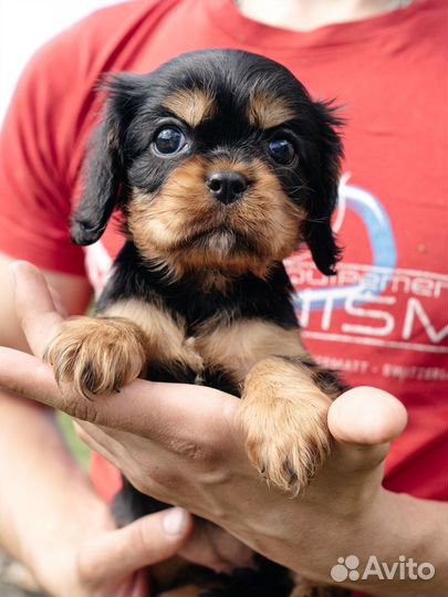 Кавалер кинг чарльз