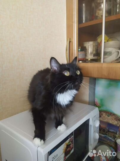Кошка