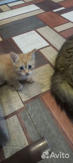 Отдам в добрые руки