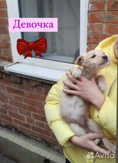 Отдам даром щенка