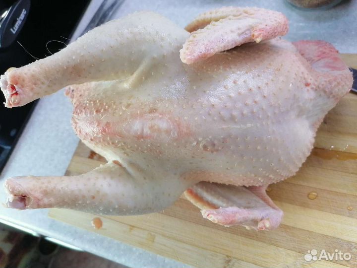 Инкубационное яйцо, молодки
