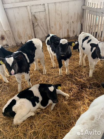 Бычки телята