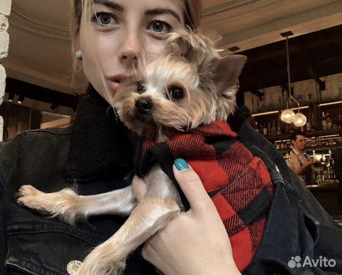 Йоркширский терьер мини, вязка,кобель