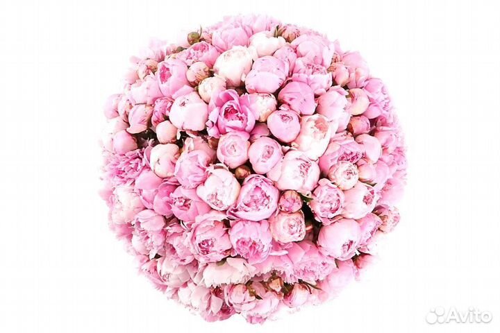 Пионы Букет 11 35 101 пион с доставкой