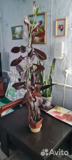 Синодениум Рубра