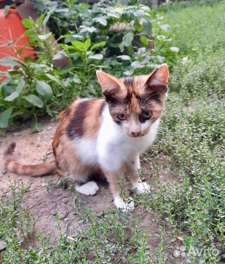 Котенок ищет дом