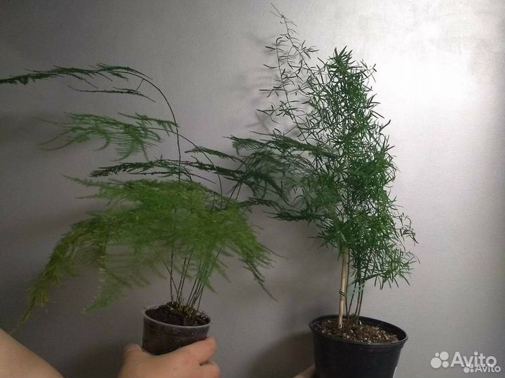 Сансевиерия,аспарагус, традесканция, бегония