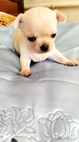 Щенки чихуахуа