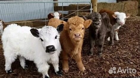 Лучшие телята для фермеров и любителей