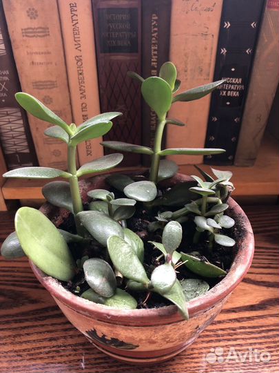 Красула толстянка