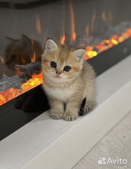 Домашние животные кошки