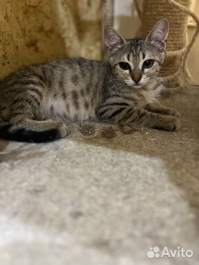 Кошка котенок подросток