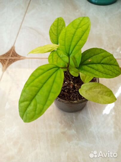 Комнатные растения