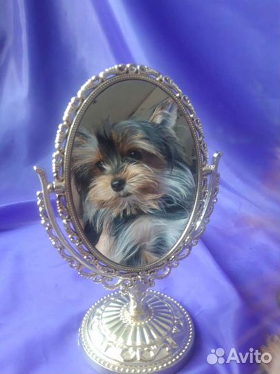 Йоркширский терьер мини