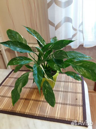 Спатифиллум даймонд